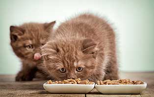 Les conseils de votre pharmacien en ligne pour la bonne nourriture pour votre chat