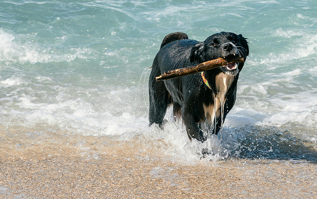 Les conseils de votre pharmacien en ligne pour partir en vacances avec votre animal de compagnie