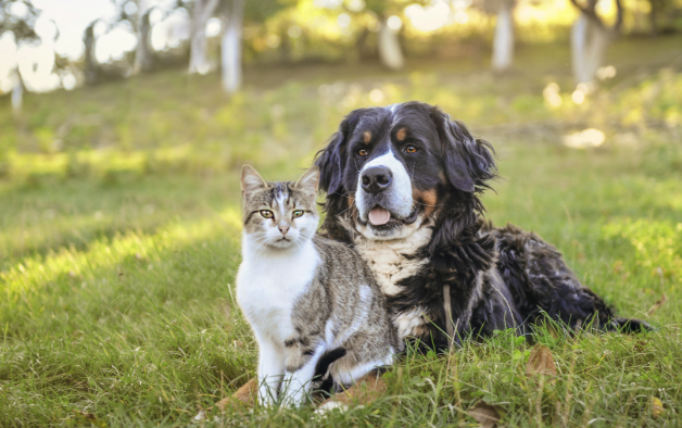 Conseils pour protéger votre chien ou chat des puces et des tiques